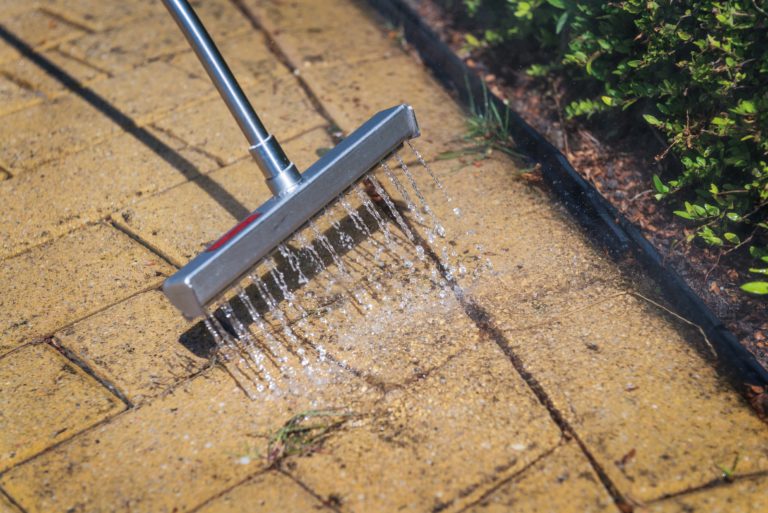 TC Vision sucht Wildkraut selbst