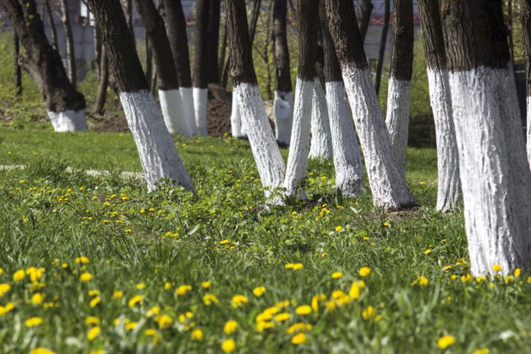 Bäume: Farbe trotzt dem Frost