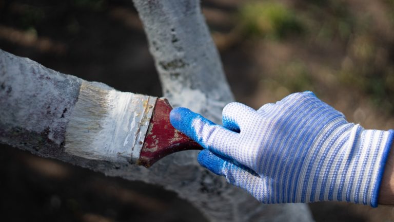 Der Frost naht: Irreparable Schäden an Obstbäumen durch frühzeitige Rindenbehandlung vermeiden